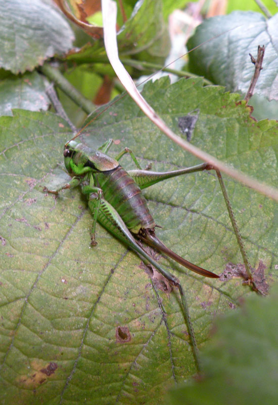 Gomphocerippus rufus (Acrididae)